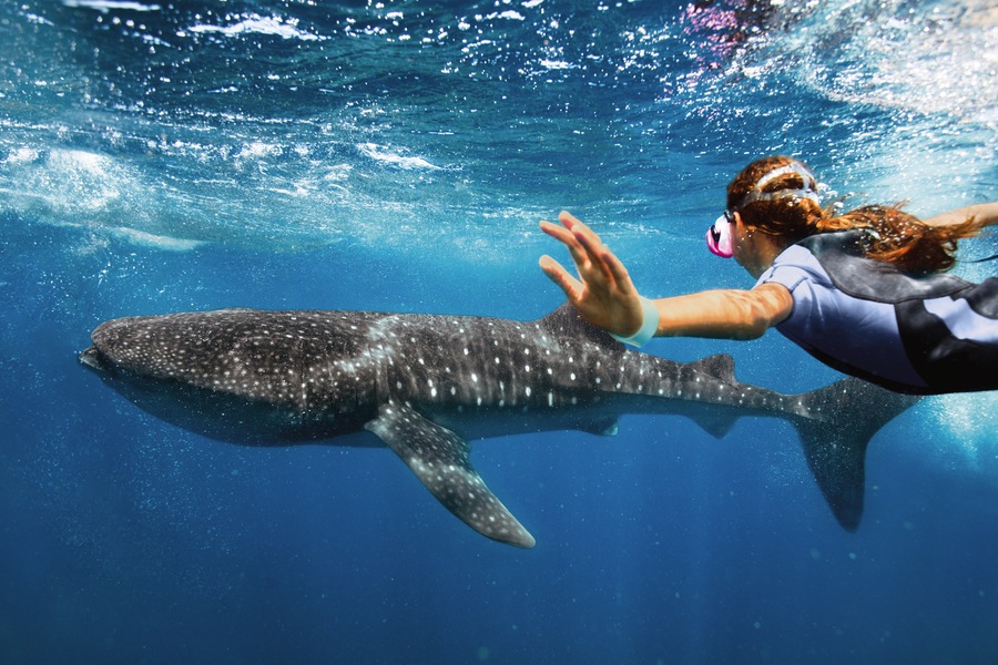 RCI Destinations Cozumel Excursions Snorkeling Wildlife.jpg.jpg